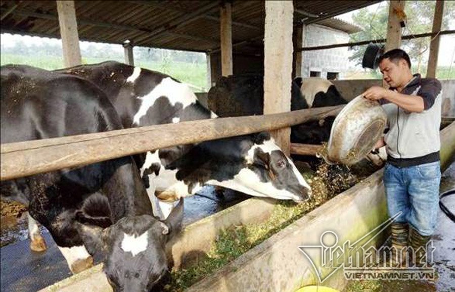 Vụ việc nông dân đổ sữa lênh láng, công ty sữa lên tiếng