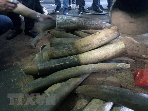 Bắt giữ gần 1 tấn ngà voi, vẩy tê tê chuyển về sân bay Nội Bài