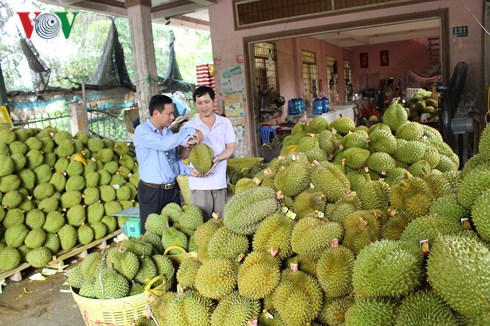 Nhiều đảng viên thành tỉ phú nhờ mô hình trồng sầu riêng ở Tiền Giang