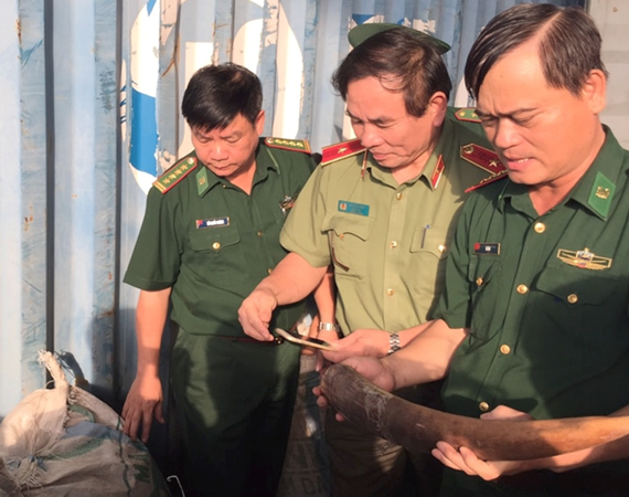 Bắt giữ khoảng 10 tấn ngà voi, vảy tê tê nhập lậu qua cảng Tiên Sa