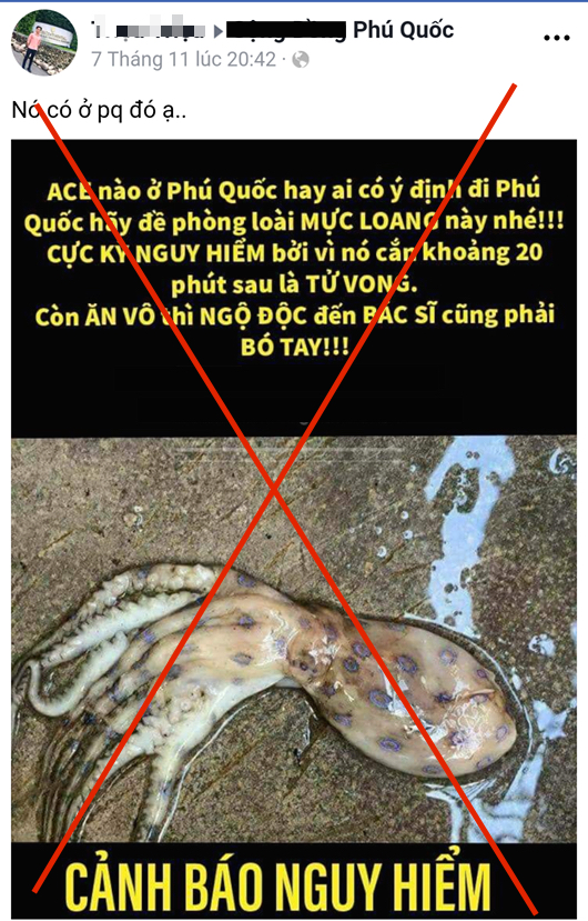 Chủ tịch huyện Phú Quốc khẳng định không có chuyện xuất hiện loài mực cực độc ở đảo