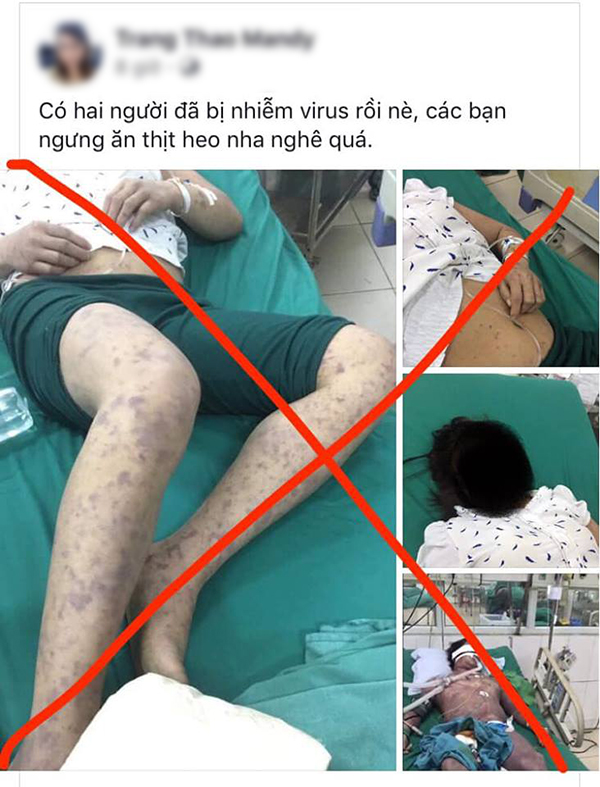 Thông tin người bị nhiễm dịch tả lợn Châu Phi là hoàn toàn bịa đặt