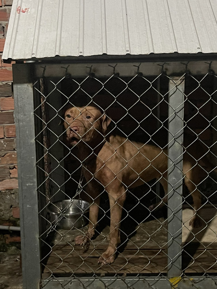Thêm người chết oan vì chó pitbull, bao giờ mới cấm nuôi?